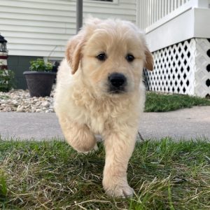 Golden Retriever
