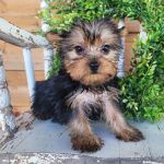 Yorkshire Terriers