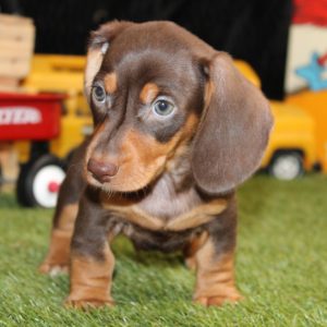 Dachshund