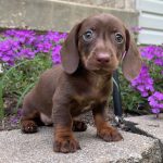 Dachshund