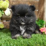 Pomeranian