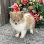 Pomeranian Puppies