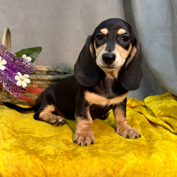 Dachshund