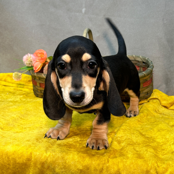 Dachshund