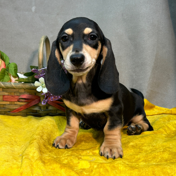 Dachshund