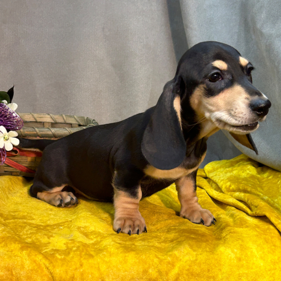 Dachshund