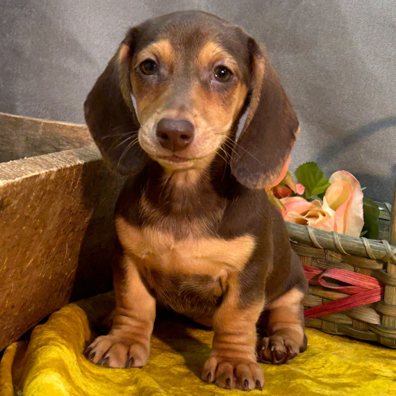 Dachshund Dachshund