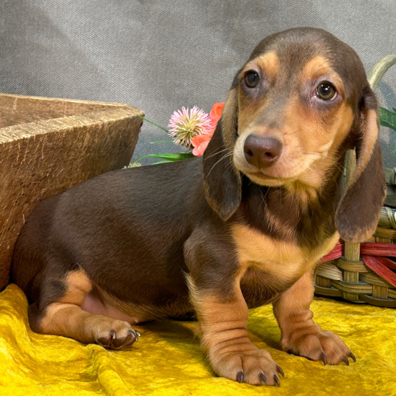 Dachshund Dachshund