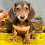 Dachshund