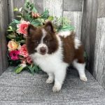 Pomeranian puppy