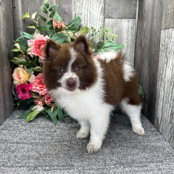 Pomeranian puppy Pomeranian puppy