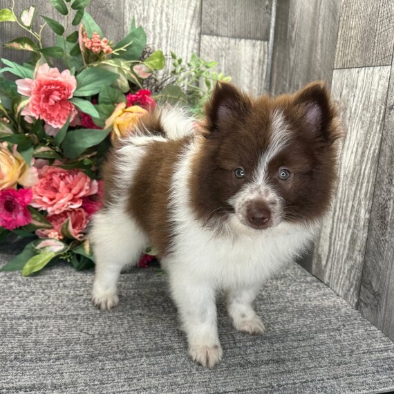 Pomeranian Pomeranian