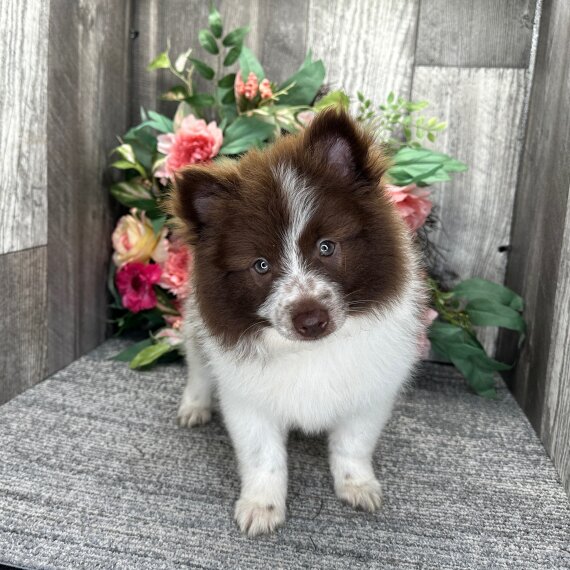 Pomeranians Pomeranians