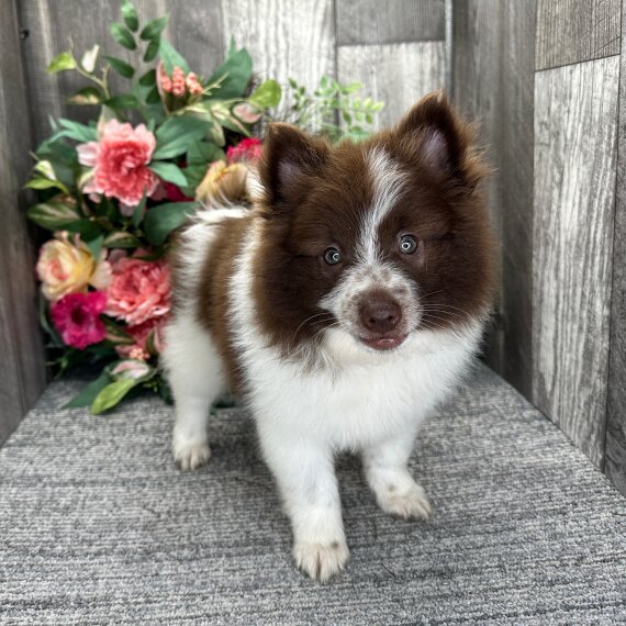 Pomeranian Pomeranian