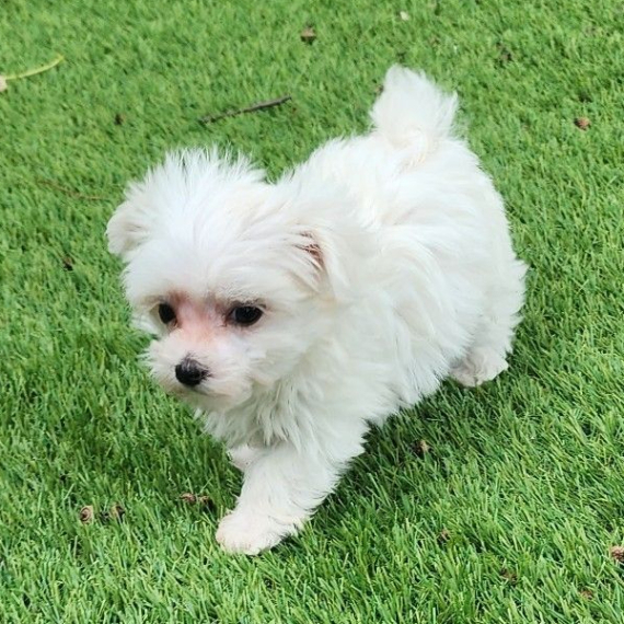 Maltese Maltese
