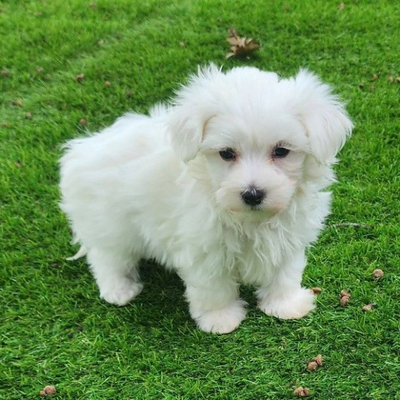 Maltese Maltese