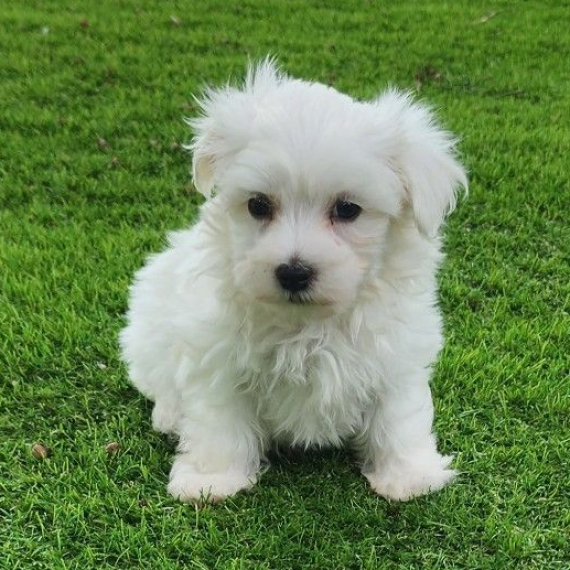 Maltese Maltese