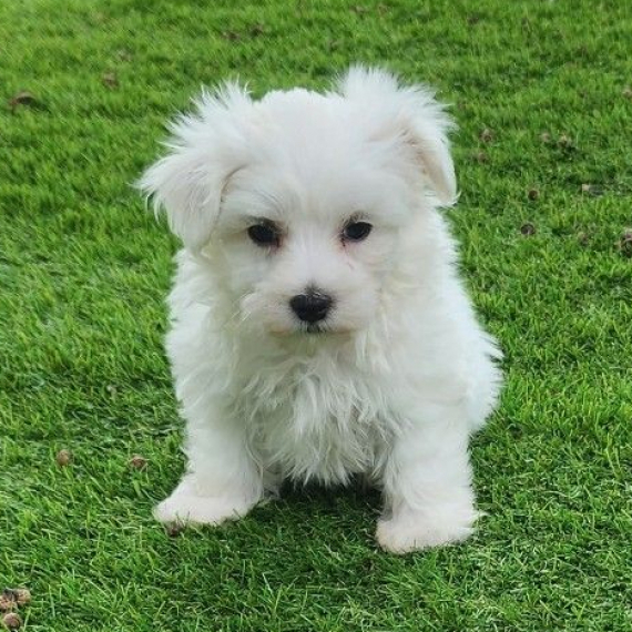 Maltese Maltese