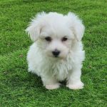 Maltese