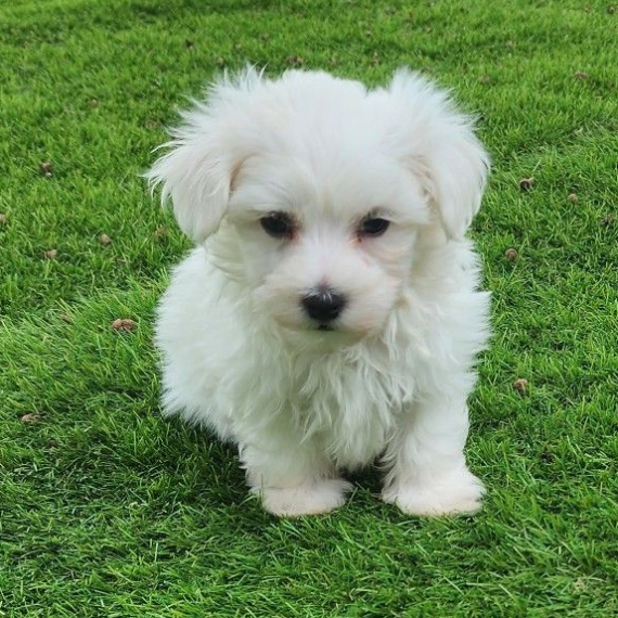 Maltese Maltese