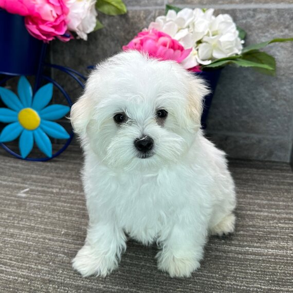 Maltese Maltese