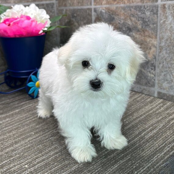 Maltese Maltese