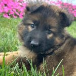 German Shepherd Dog