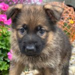 German Shepherd Dog