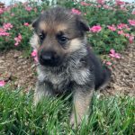 German Shepherd Dog
