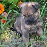 German Shepherd Dog