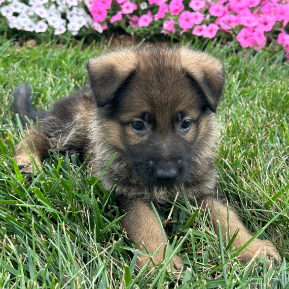 German Shepherd Dog
