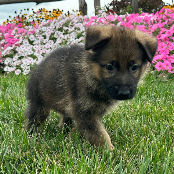 German Shepherd Dog Male Noah - Image 2