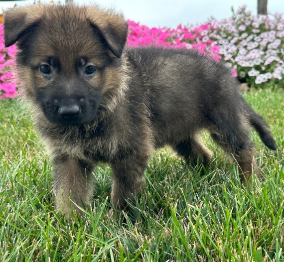 German Shepherd Dog Male Noah - Image 3