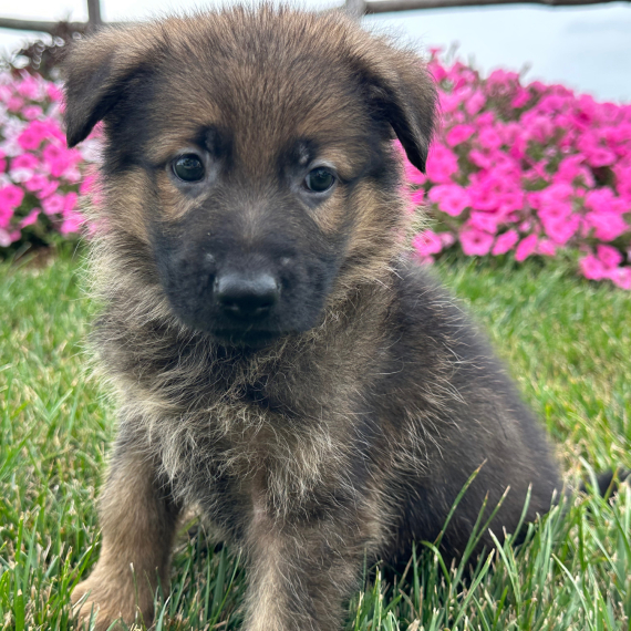 German Shepherd Dog Male Noah - Image 4