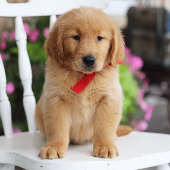 Golden Retriever Golden Retriever