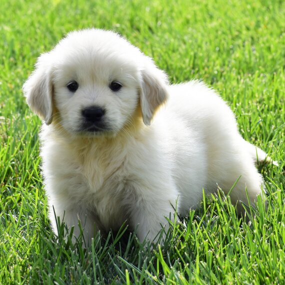 Golden Retriever1