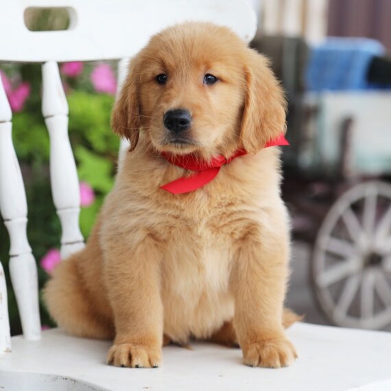 Golden Retriever1