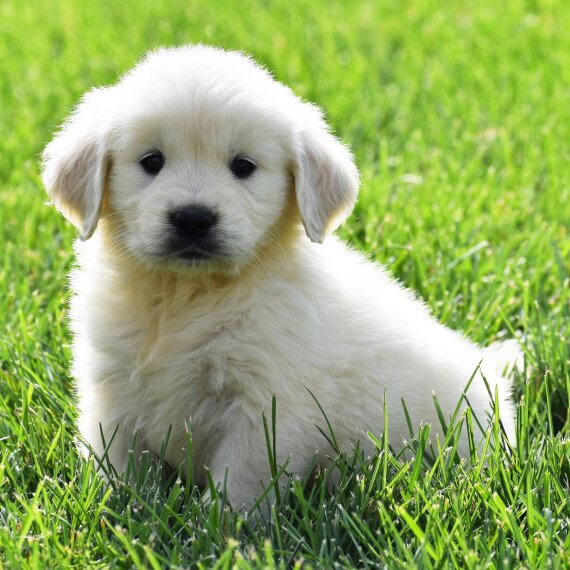 Golden Retriever2
