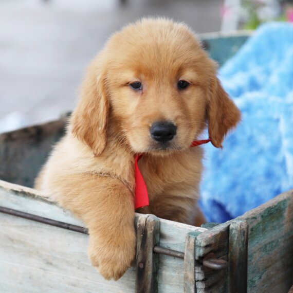 Golden Retriever2