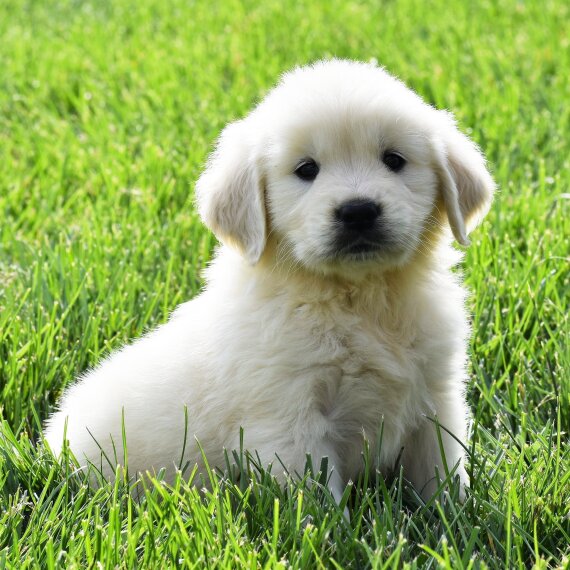 Golden Retriever3