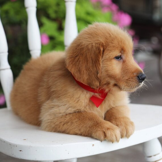 Golden Retriever3