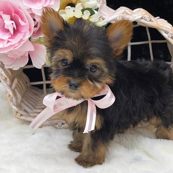 Yorkshire Terrier 1