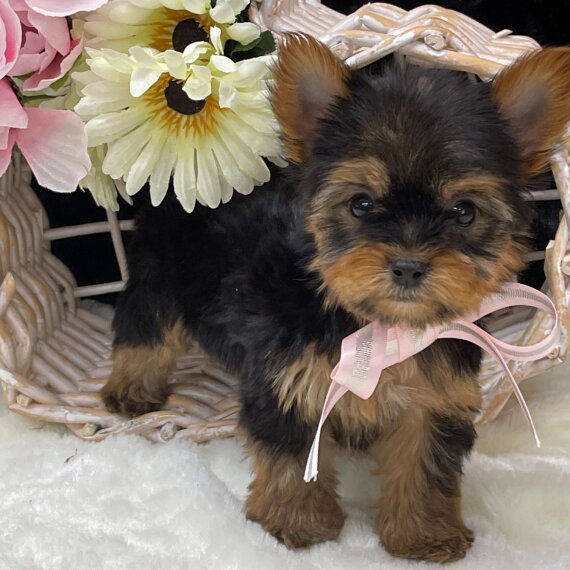 Yorkshire Terrier 2