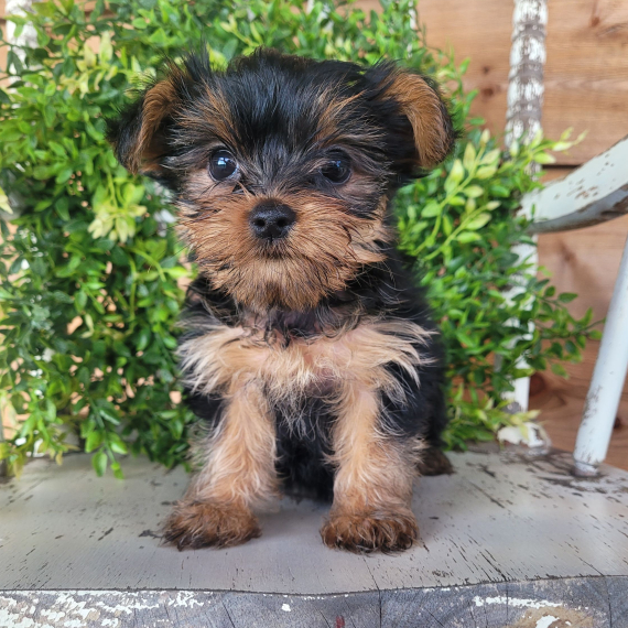 Yorkshire Terrier Yorkshire Terrier