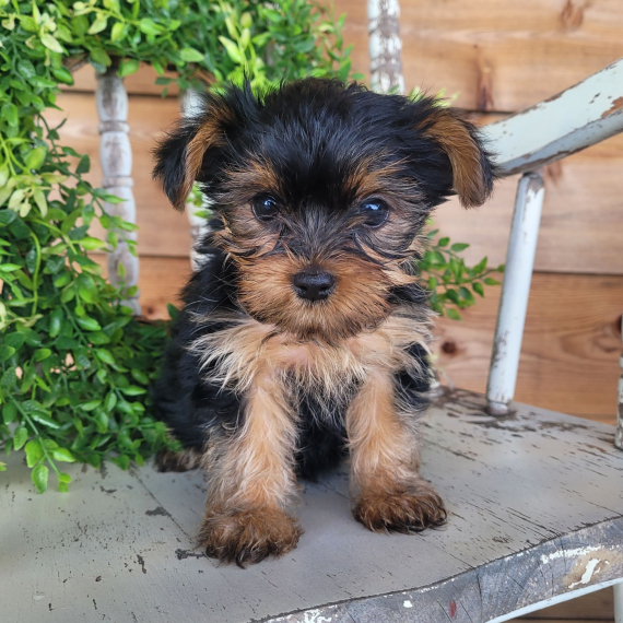Yorkshire Terrier1