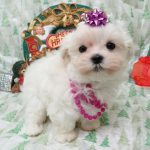 Maltese