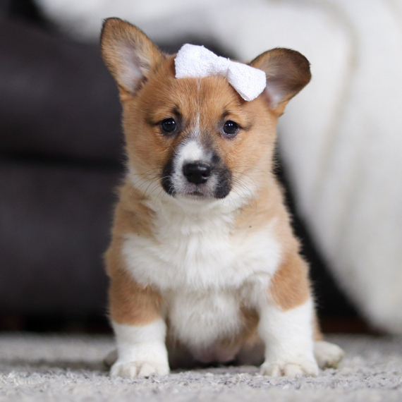Pembroke Welsh Corgi