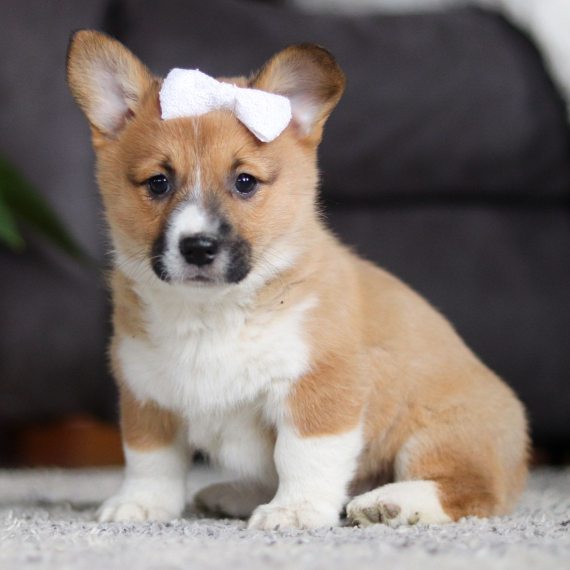 Pembroke Welsh Corgi