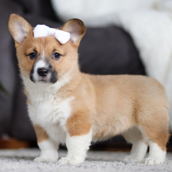 Pembroke Welsh Corgi