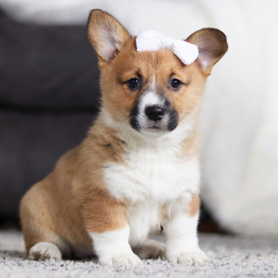 Pembroke Welsh Corgi